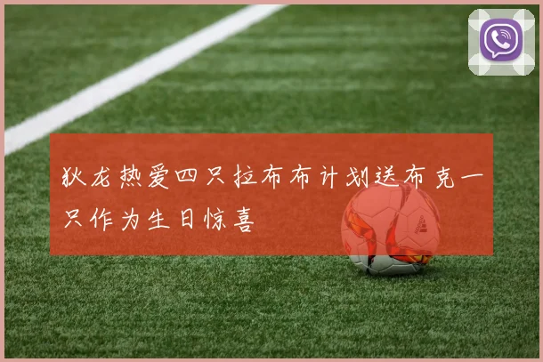 狄龙热爱四只拉布布计划送布克一只作为生日惊喜